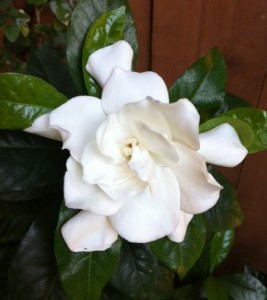 gardenia