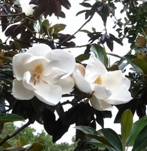 magnolia